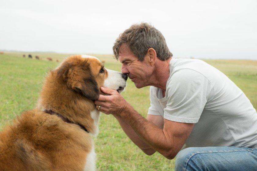 A Closer Look into A Dogs Purpose