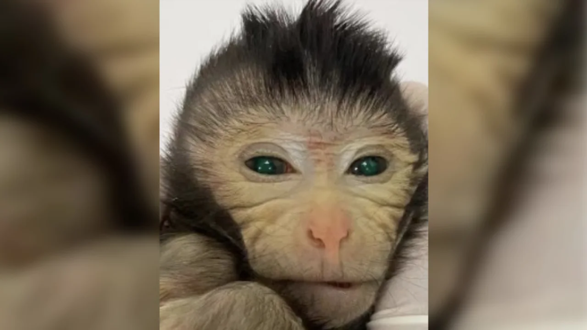 Scientists have created a Chimeric Monkey with two sets of DNA
