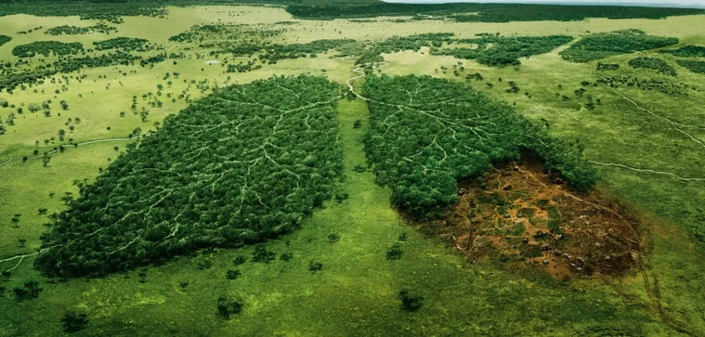 Deforestation is negatively affecting the earth and society