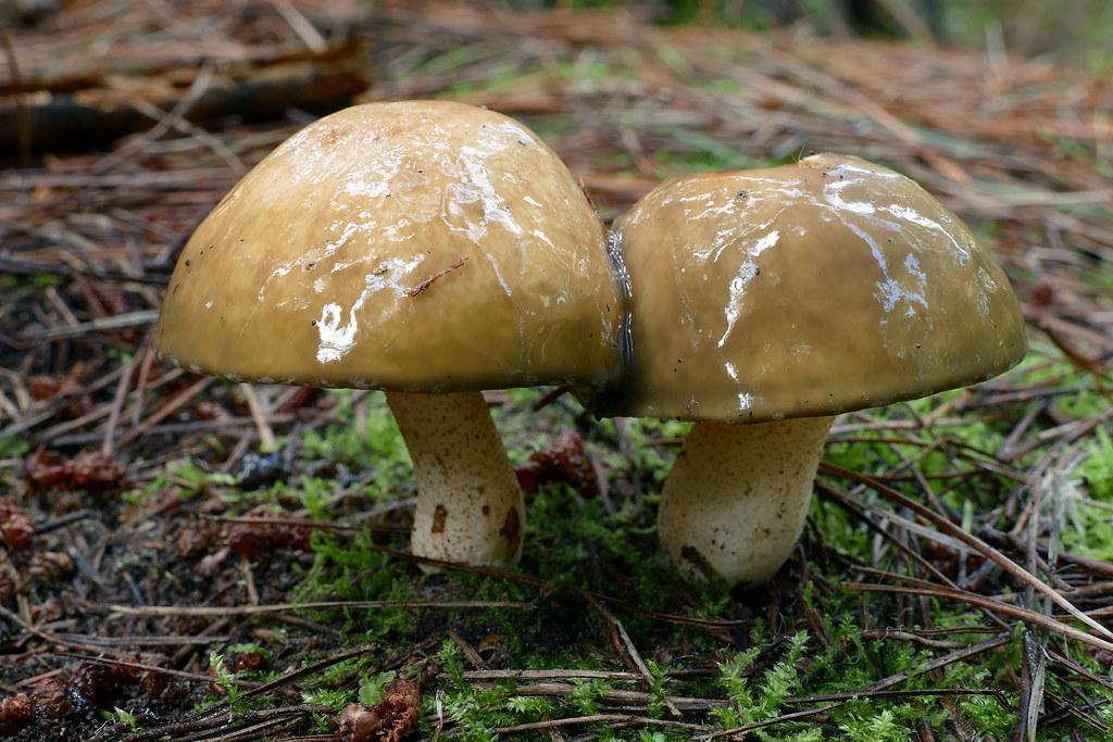 Mushroom Murders Shock Australia